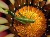 Tettigonia viridissima
